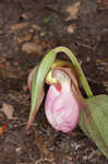 Pink lady's slipper <BR>Moccasin flower